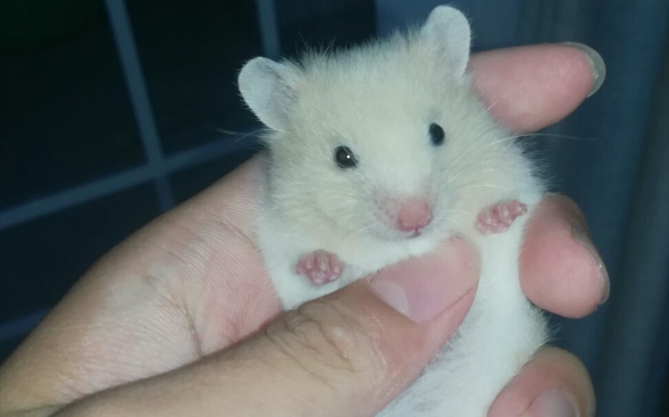 [金丝熊]网购了一只母的金丝熊,拆箱视频