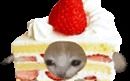 The Cake Cat哔哩哔哩bilibili