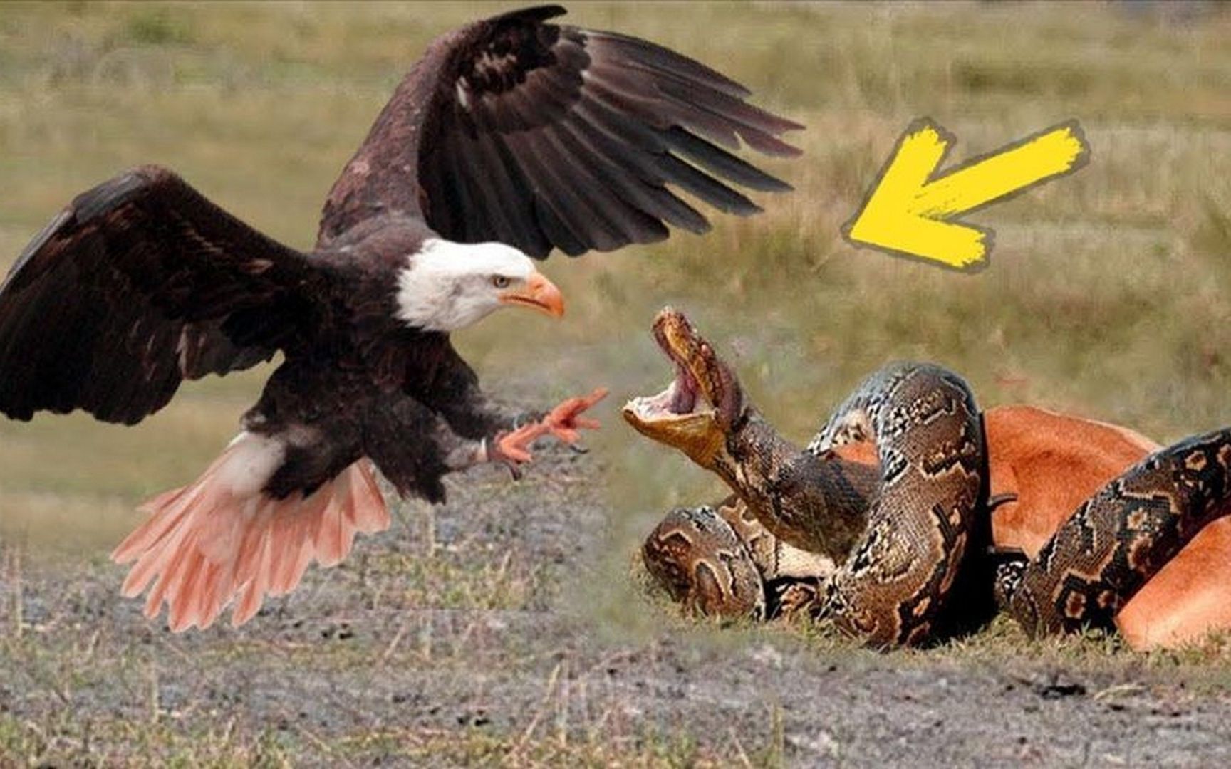 动物世界 老鹰捕捉蛇精彩场面