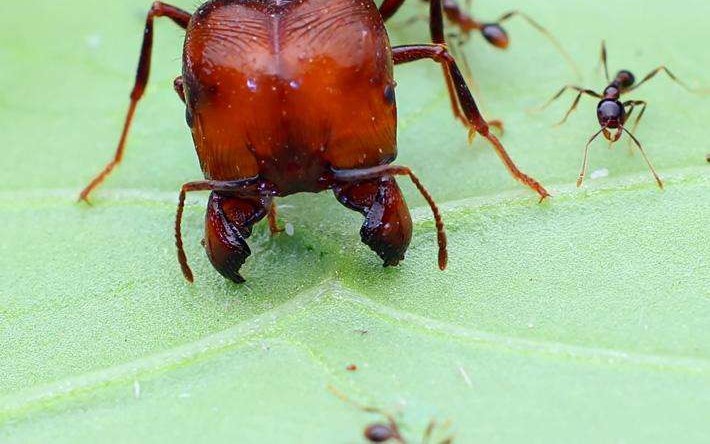 蚂蚁战争:第二季第12集:全异盲切叶蚁北伐_哔哩哔哩 (゜-゜)つロ 干杯