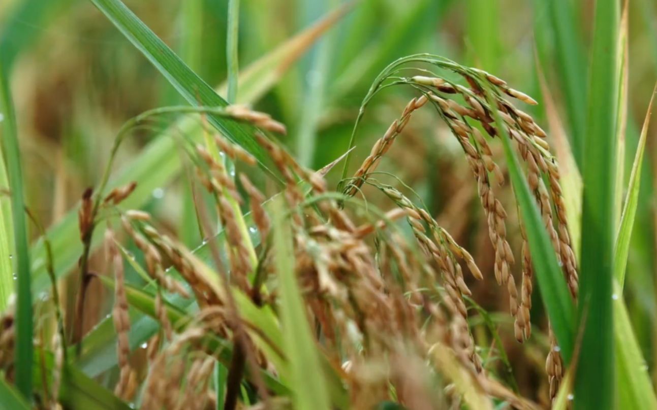 【植物世界】水稻、野生稻、稗草、不育稻、杂草稻(1080p)哔哩哔哩bilibili