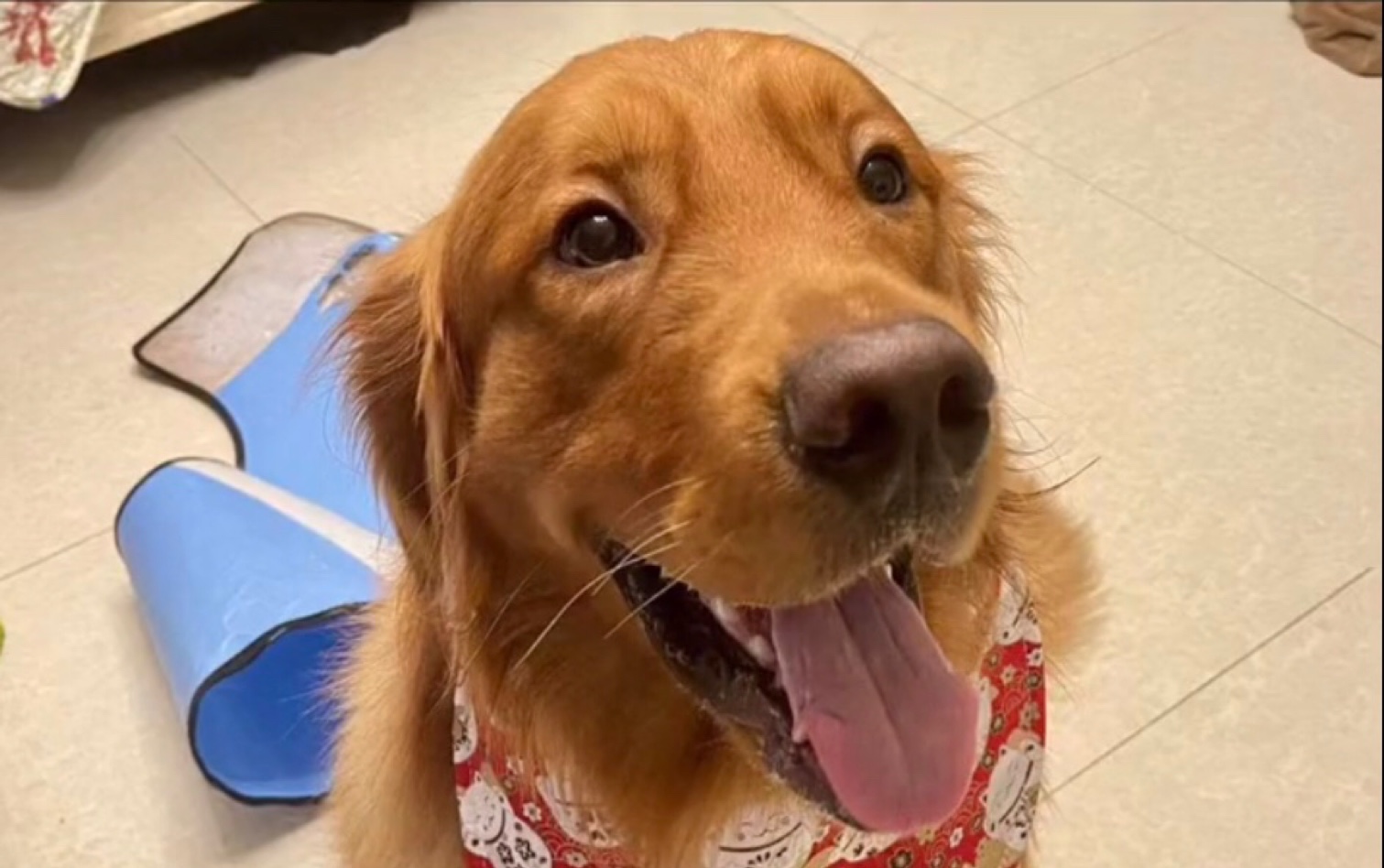 我要为金毛siri发声!