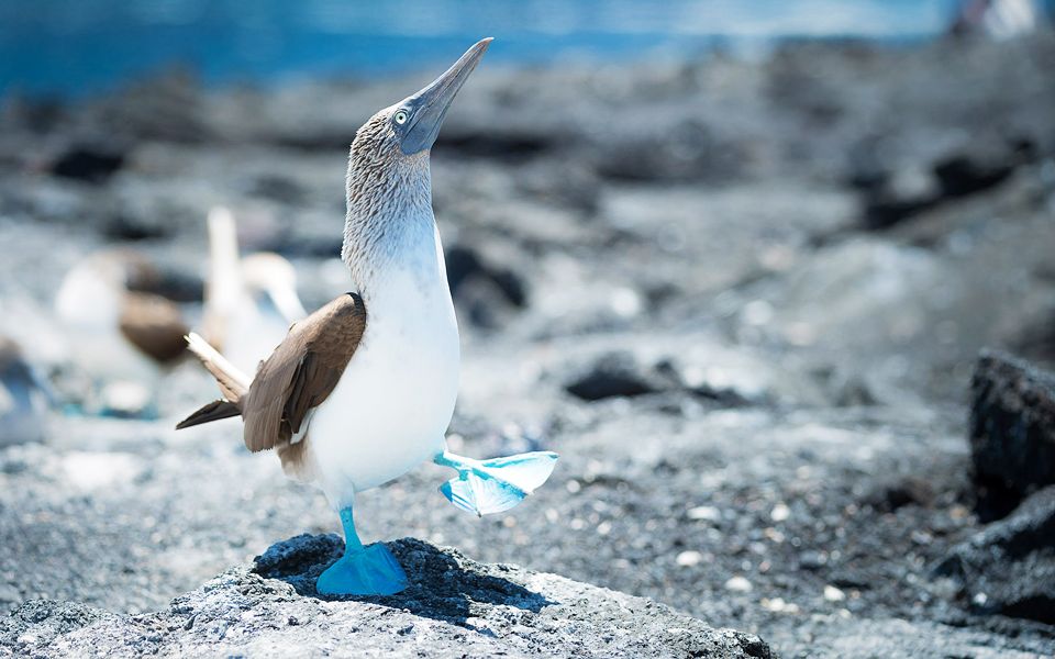 【紀錄片】進化島任務 mission galapagos【英語中字