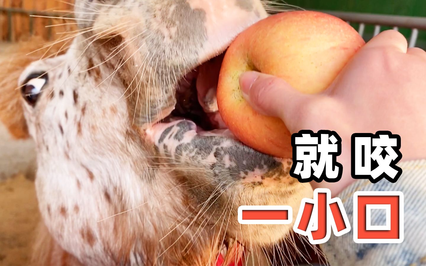 活动作品小矮马在线表演啃苹果皮儿多贴心啊