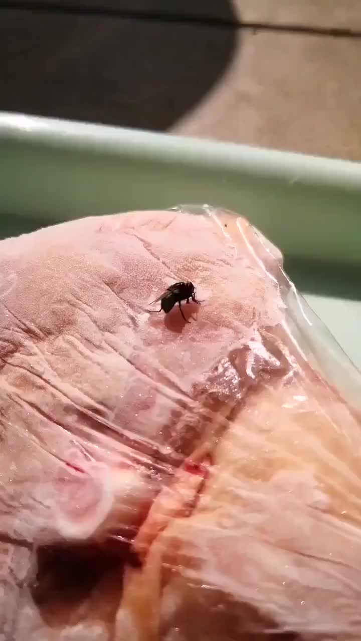 苍蝇:这辈子没这么无语过