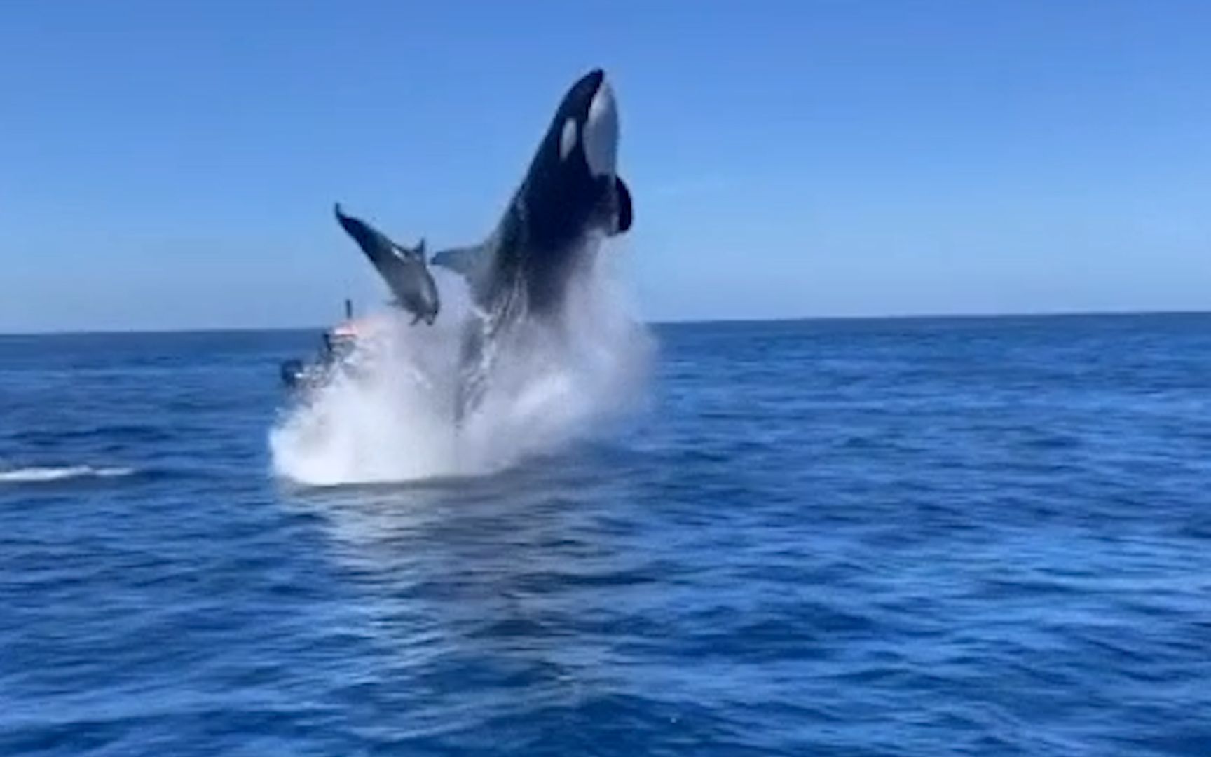 虎鲸捕食海豚图片