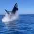 海豚跳出海面 大虎鲸突然起身一跃在空中将其撞飞 罕见一幕曝光！