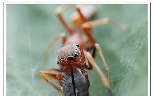 蜘蛛pk蚂蚁蜘蛛