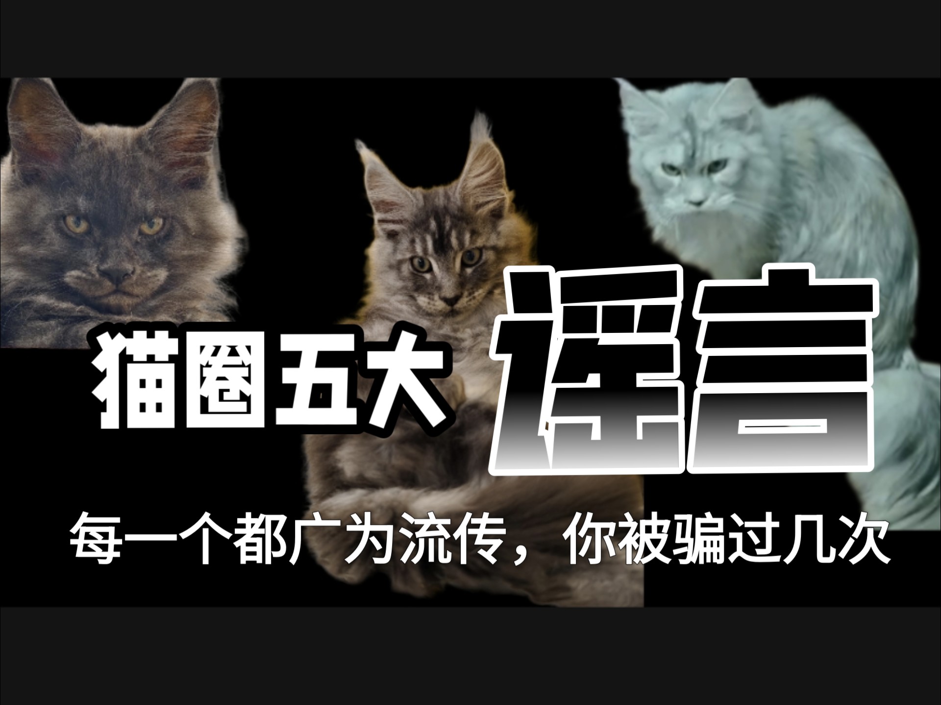 猫圈五大谣言，每一个都广为流传。你被骗过几次？