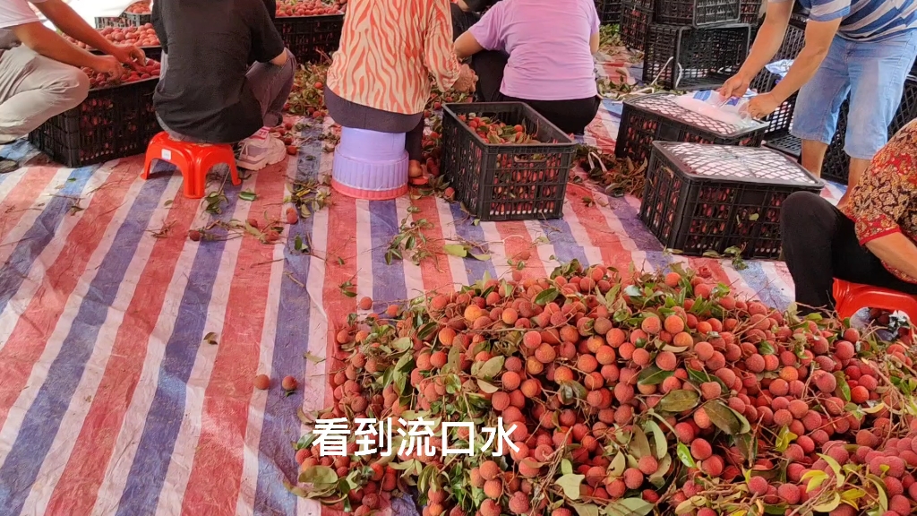 广西北流龙安新荣禾荔荔枝收购9毛到1块2,提价了,你认为贵吗哔哩哔哩bilibili