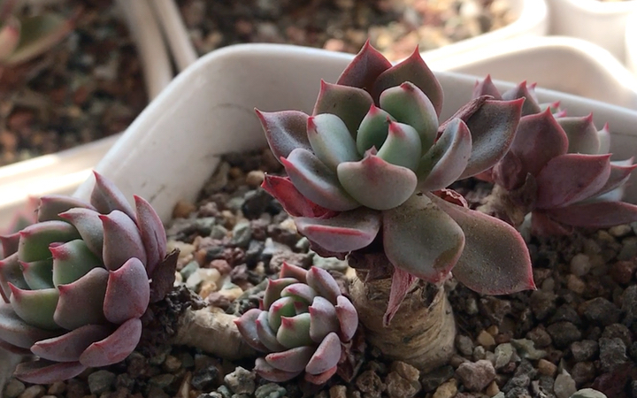 多肉植物 娜娜小勾 echeveria nana mini hook 母本为七福神 父本为