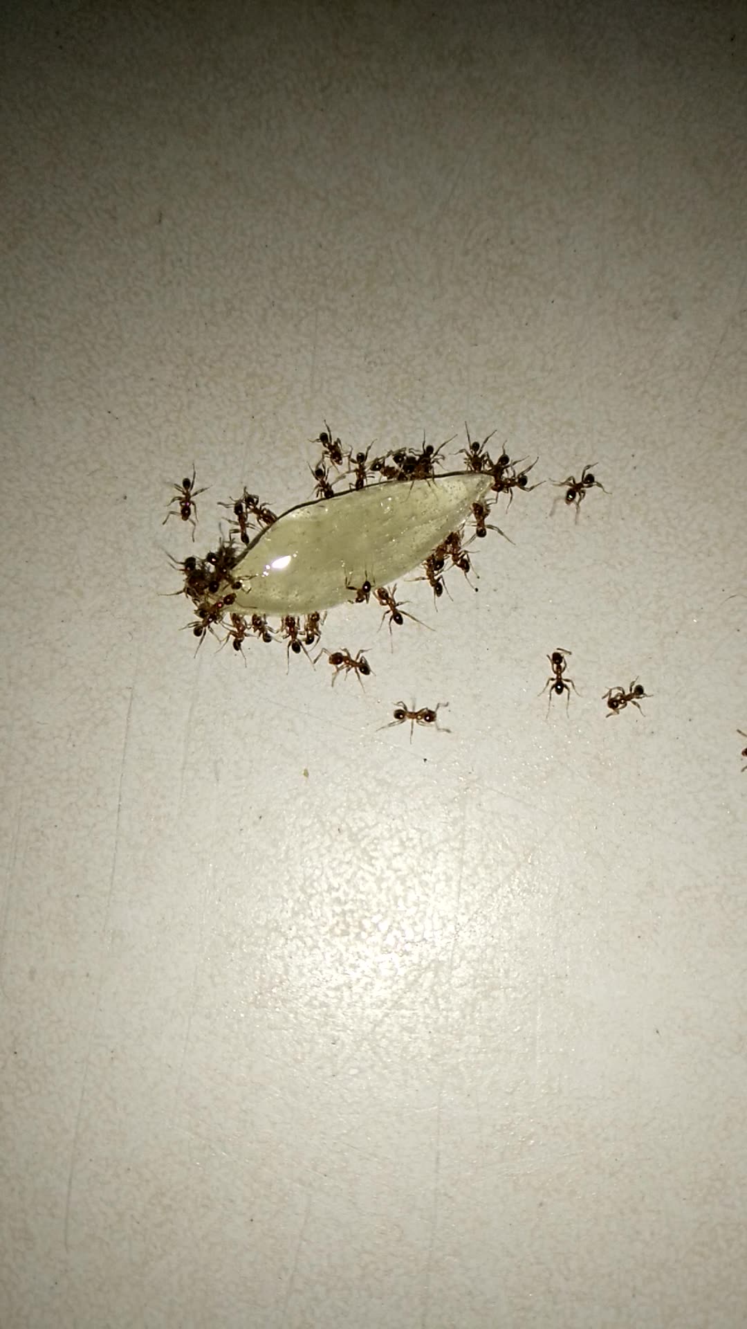 蚂蚁蚂蚁吉他谱a调图片