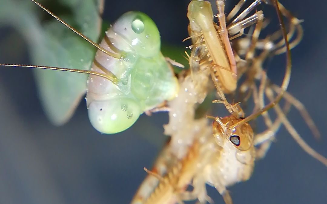 云南圆盾螳 吔 花蚰蜒_哔哩哔哩 (゜-゜)つロ 干杯~-bilibili