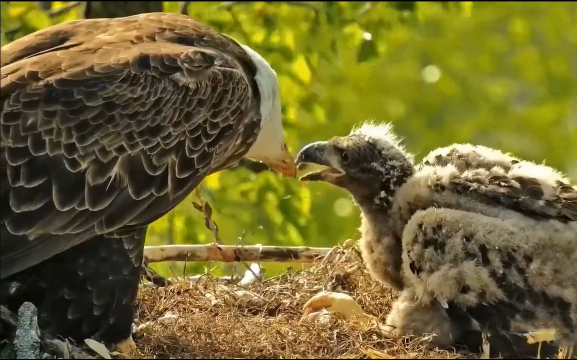 白头海雕育雏:幼鸟的胃口很大,竟干掉了一整条鱼