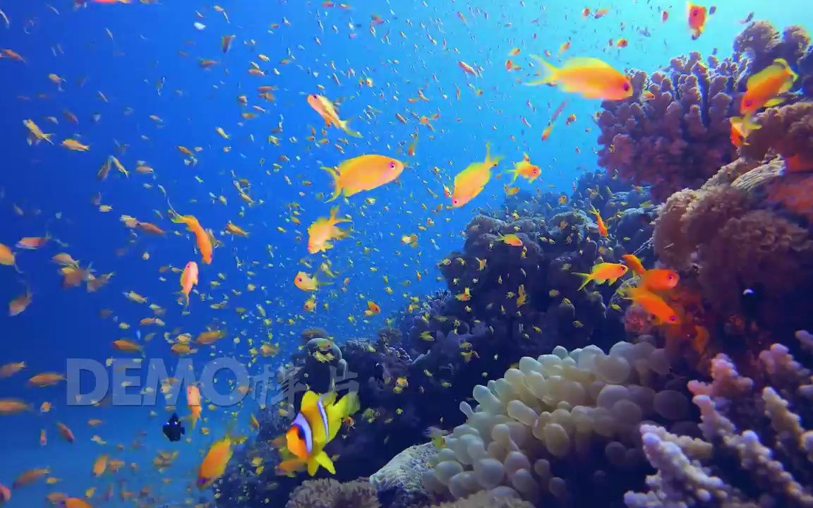 [图]视频素材 ▏k2123 2K画质大海海浪蓝色海底世界水族馆梦幻童话世界海洋鱼类成群结队的鱼庞大鱼群游动鲸鱼鲨鱼海豚神奇大自然视频素材 歌舞晚会大屏幕舞台LED背