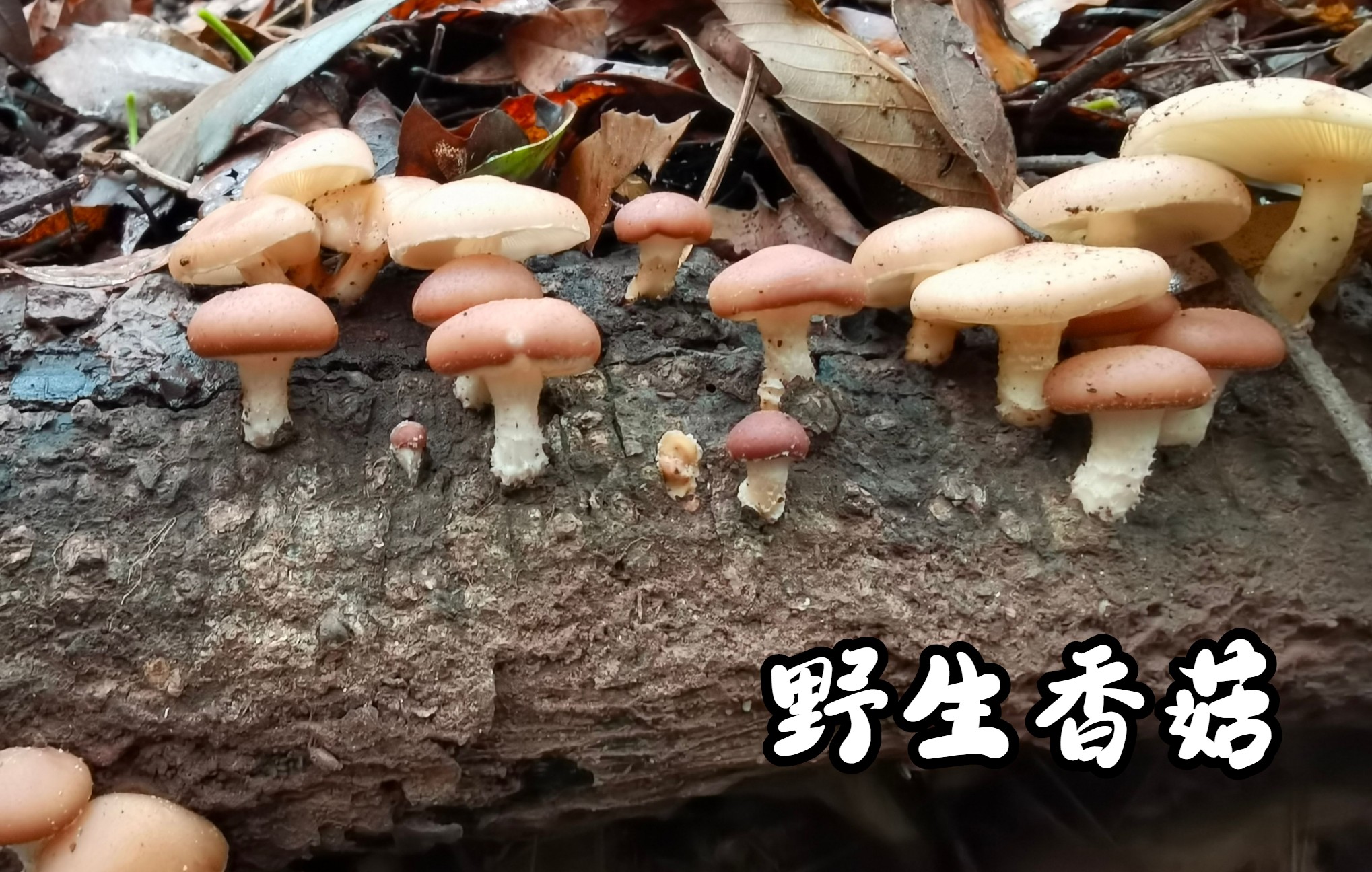 雨后进山采野生香菇,长在树枝上的小可爱