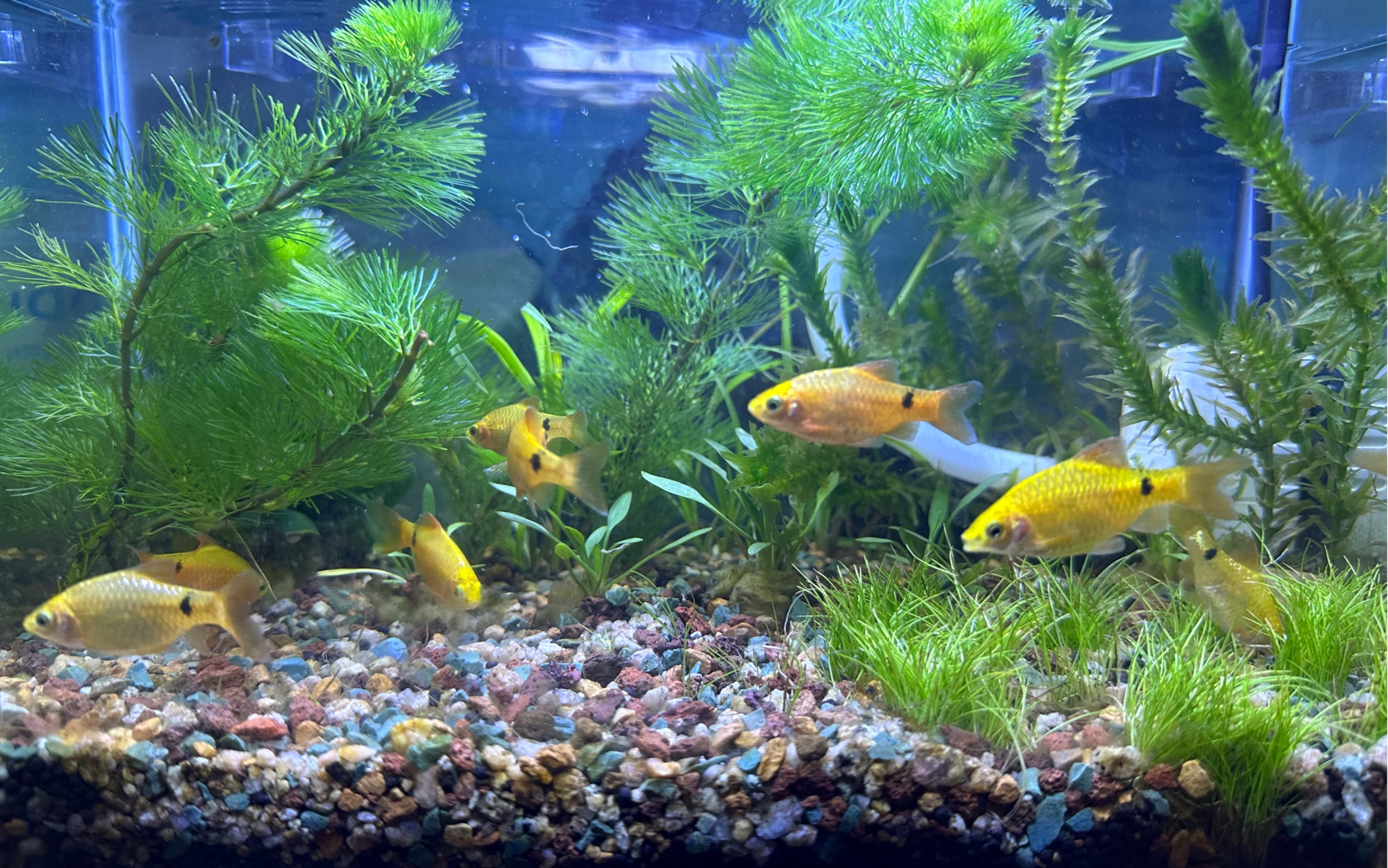 玫瑰鲫的鱼缸脏了怎么办?玻璃壁和水草叶子都有黄黄的菌斑,如何避免?