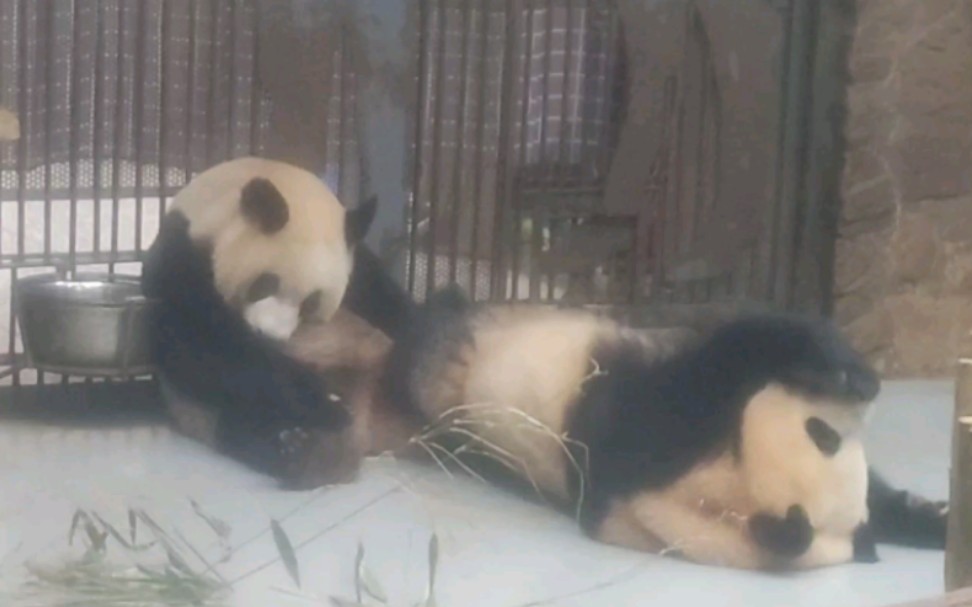 [图]12:30舔食小桌板的金宵姐姐和躺着舔爪花的雅颂妹妹…真香回味无穷