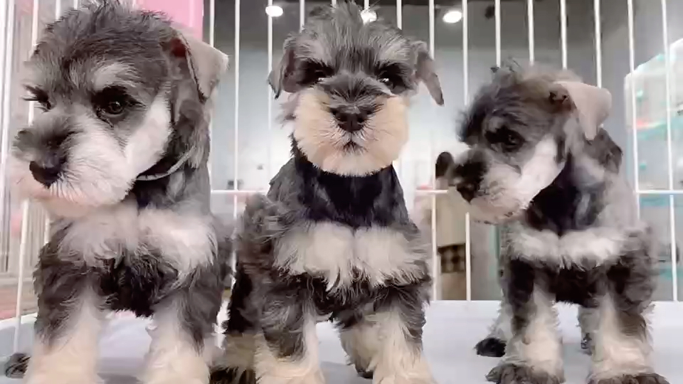 北京犬舍哪里有纯种花色雪纳瑞幼犬