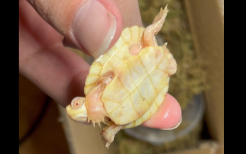 白化小巴西龟开箱