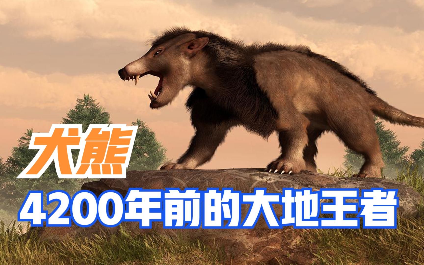 4200万年前的大地王者,敢和完齿猪对打,犬熊到底有多凶猛