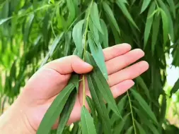 下载视频: 柳树富含水杨酸，是天然生根水，你家乡有这种植物吗？