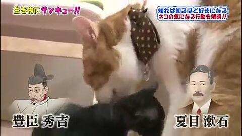 トコトン掘り下げ隊 生き物にサンキュー 哔哩哔哩 Bilibili