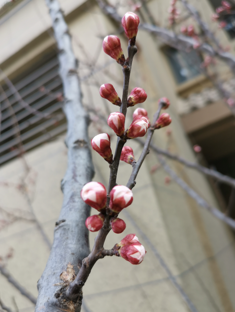 可爱的小花骨朵