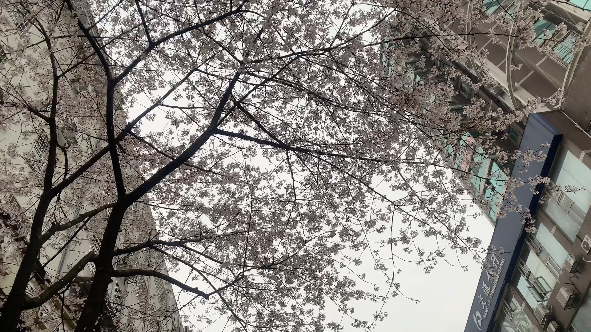 常德高山街的樱花开了