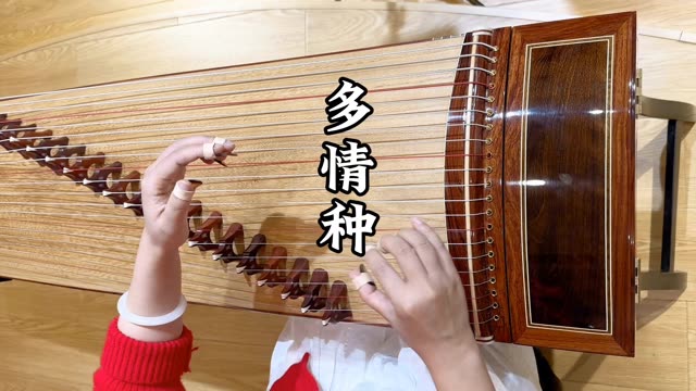 古筝弹奏《多情种》,朱雀010b.