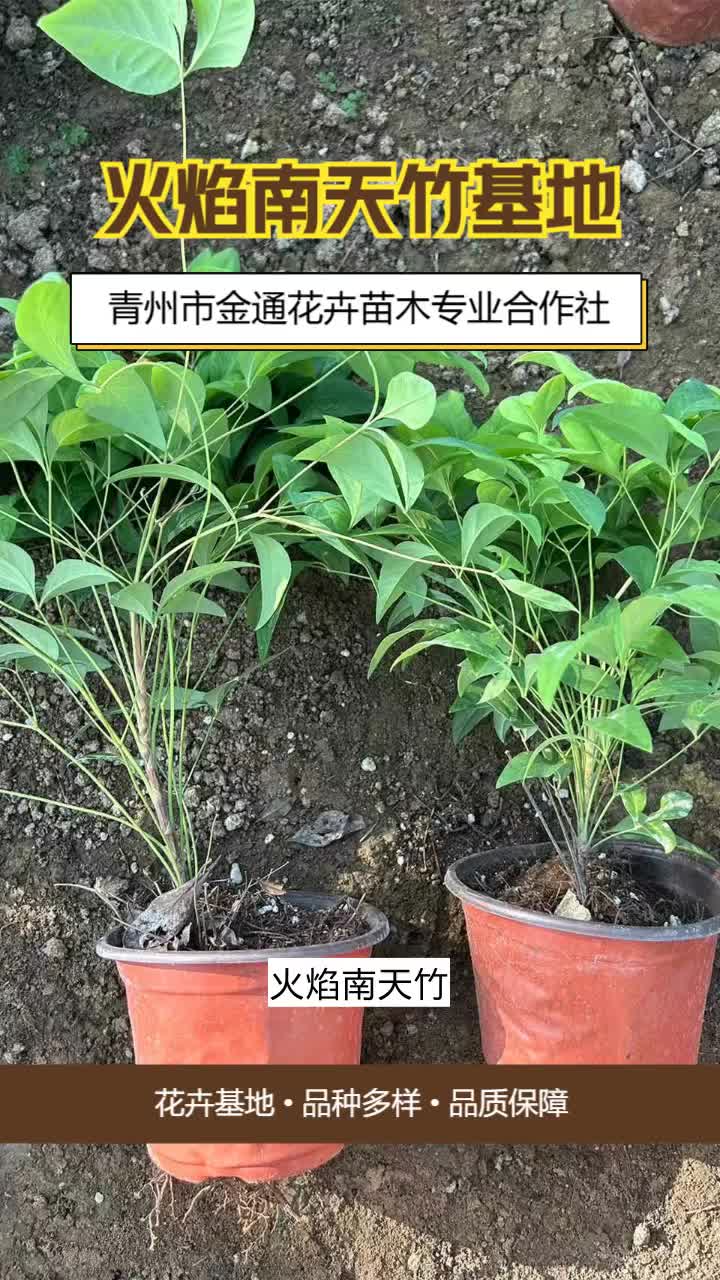 福建火焰南天竹批发价格＂金通花卉,草花王国,品种繁多等你选!＂保证颜色鲜艳,生机勃勃.欢迎联系 #广西火焰南天竹批发价格 #河南火焰南天竹批发 ...