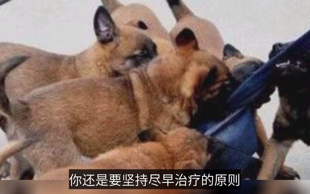 【怡亲科普】狂犬疫苗注射时间?哔哩哔哩bilibili