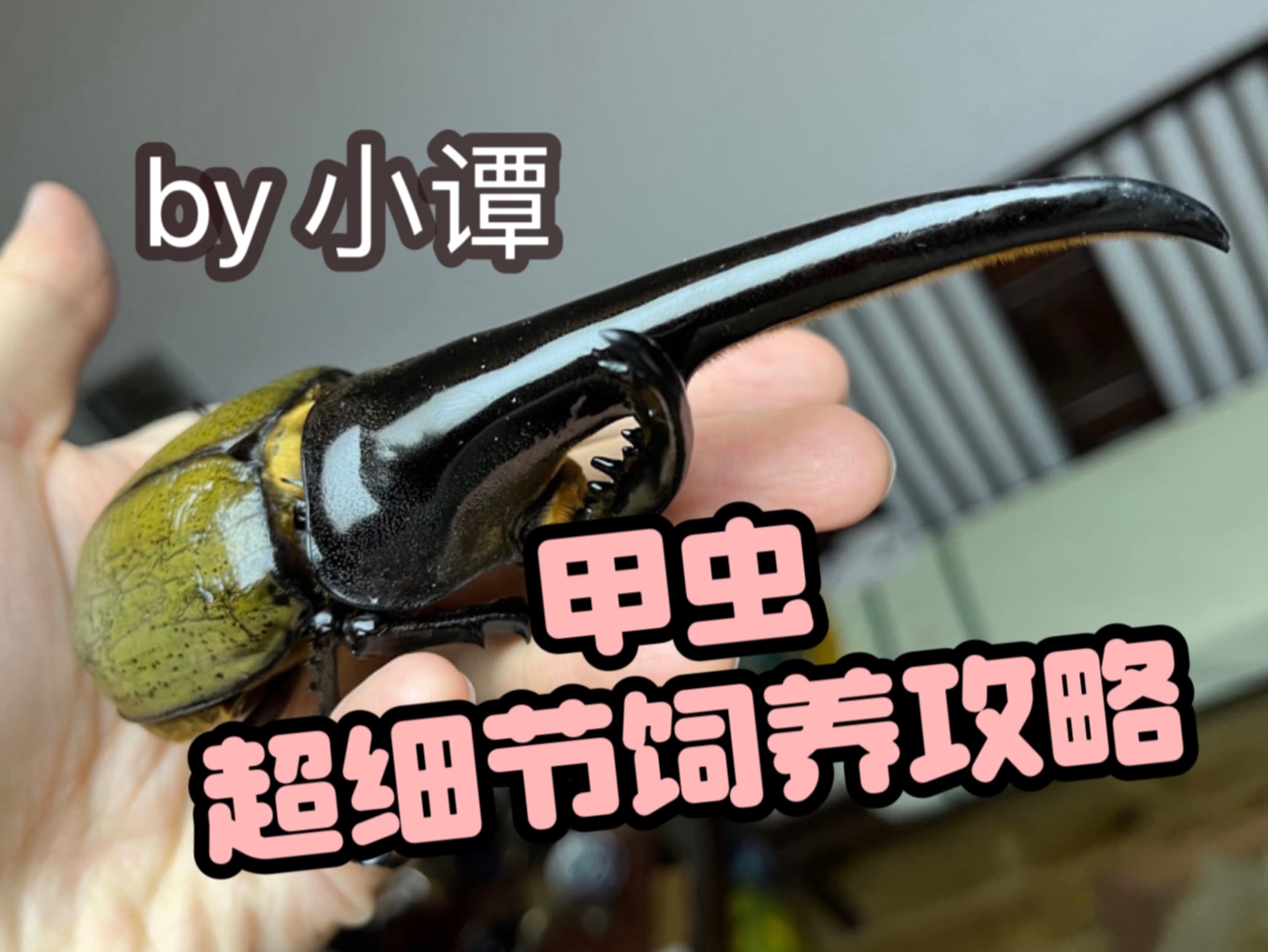 【甲虫超细节饲养攻略】蛹期篇(二)前蛹期、蛹期管理哔哩哔哩bilibili