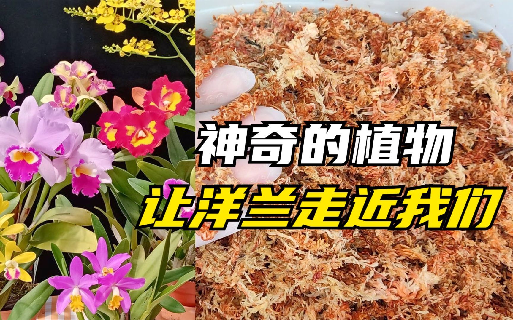 [图]207 如果没有这种神奇的植物，艳丽的洋兰无法走近我们的生活