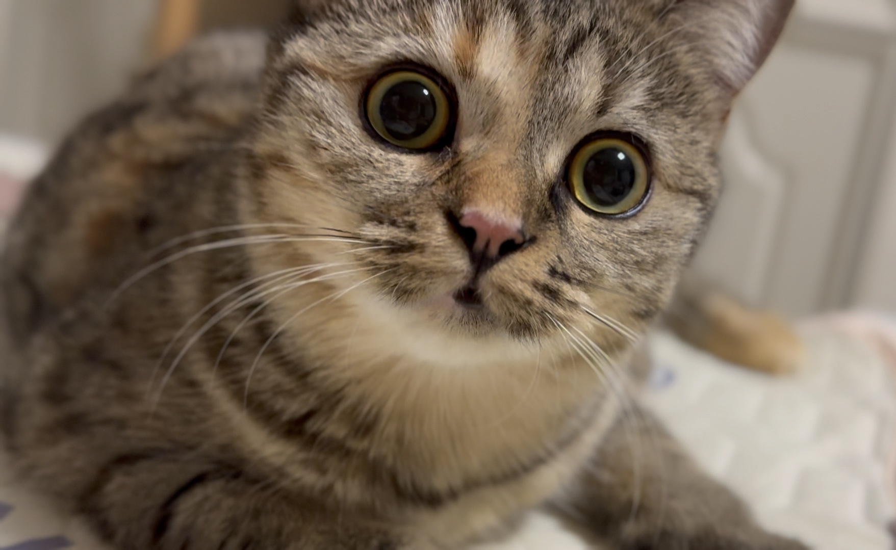 震惊猫猫一百年