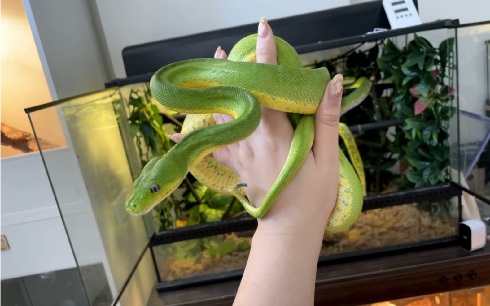 脾气贼差不能上手的绿树蟒的上手视频|宠物蛇