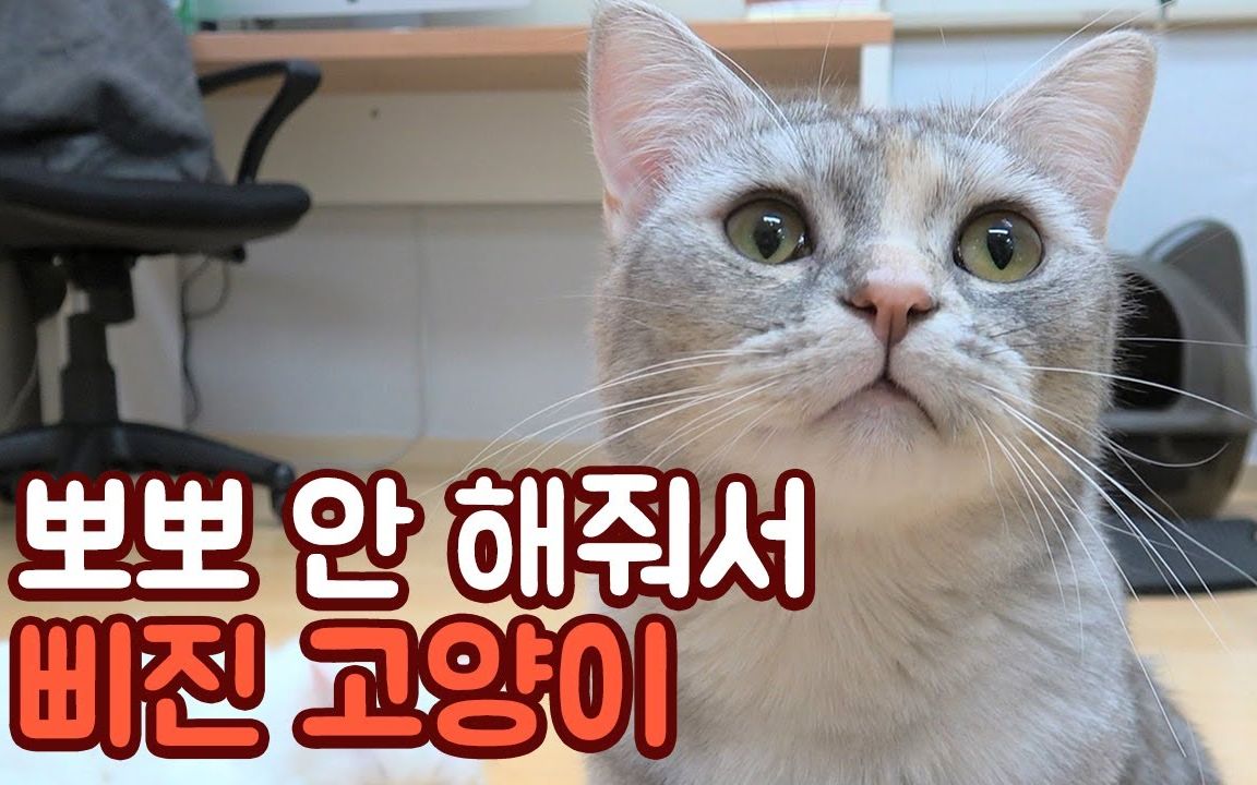 【creamheroes-7只猫和人类】【野生字幕】亲亲我的