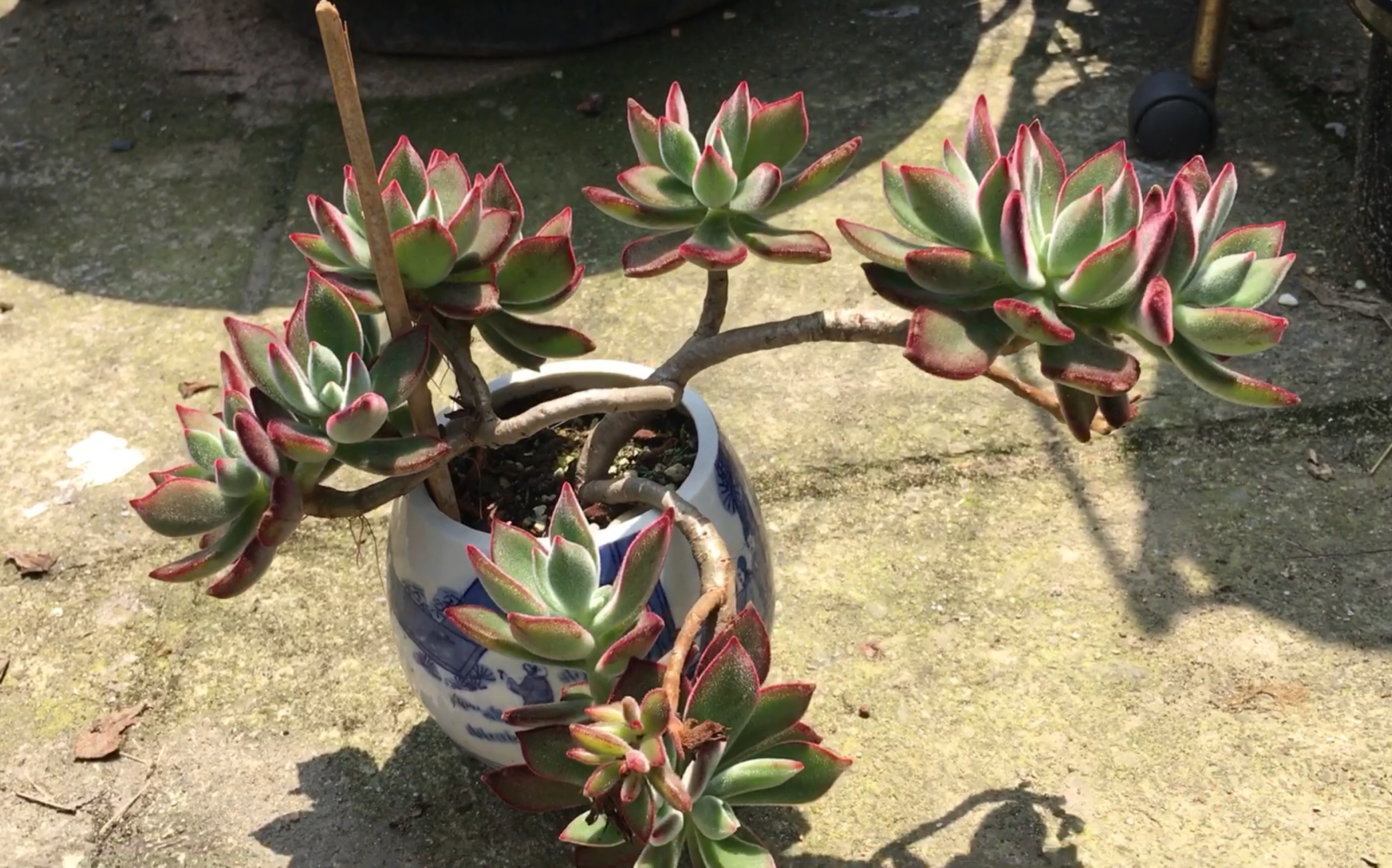 多肉记录,一棵桩型很好看的锦晃星