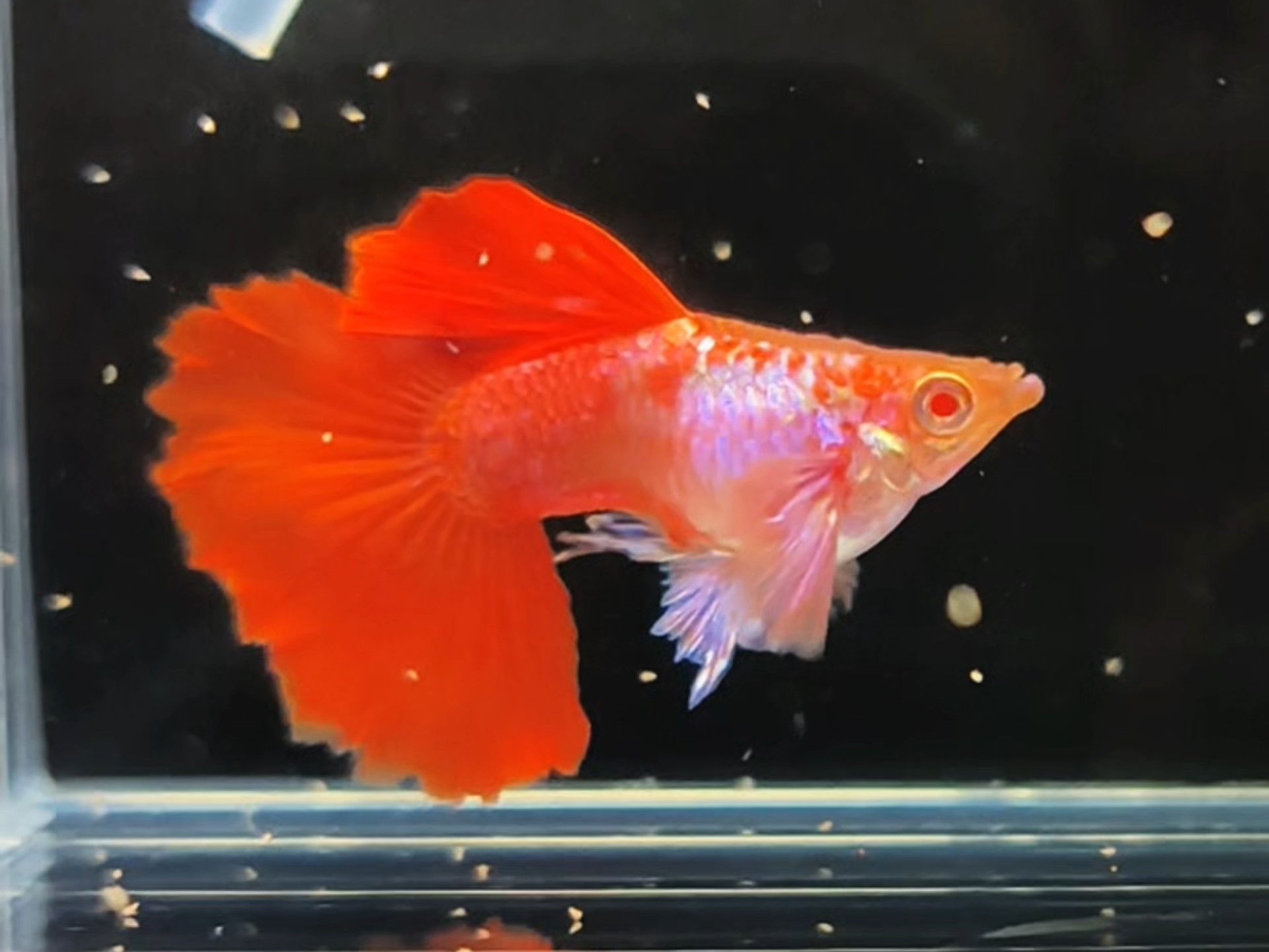 精品纯种孔雀鱼