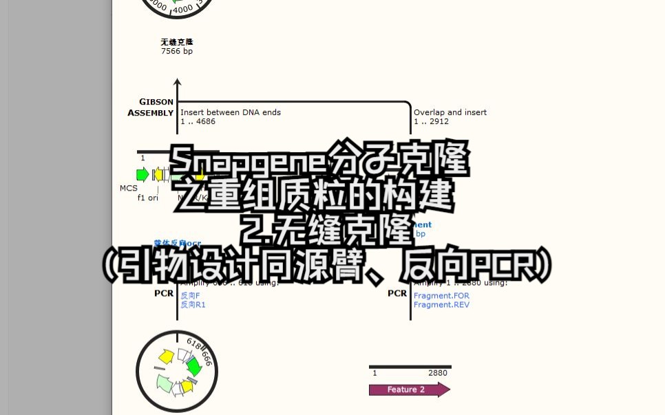 Snapgene分子克隆之重组质粒的构建2.无缝克隆(引物设计同源臂、反向PCR)哔哩哔哩bilibili