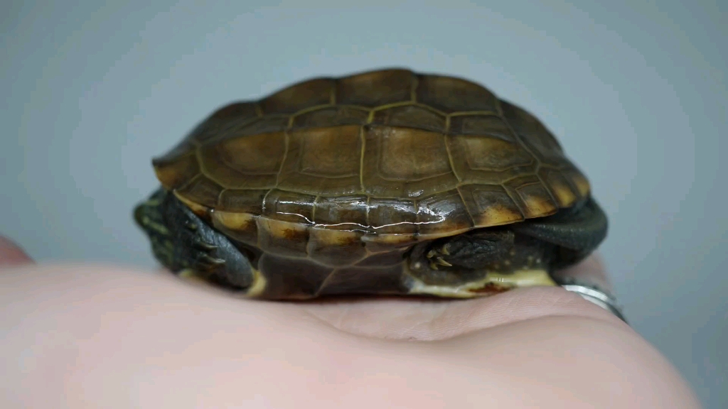 【草龟】锈墨彩出(日常)僵公粗头纹_哔哩哔哩_bilibili