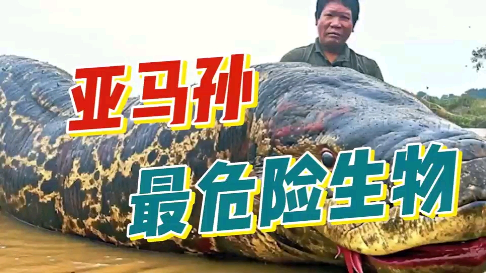 亚马逊最危险最致命的10种可怕生物,食人鱼只能排第六