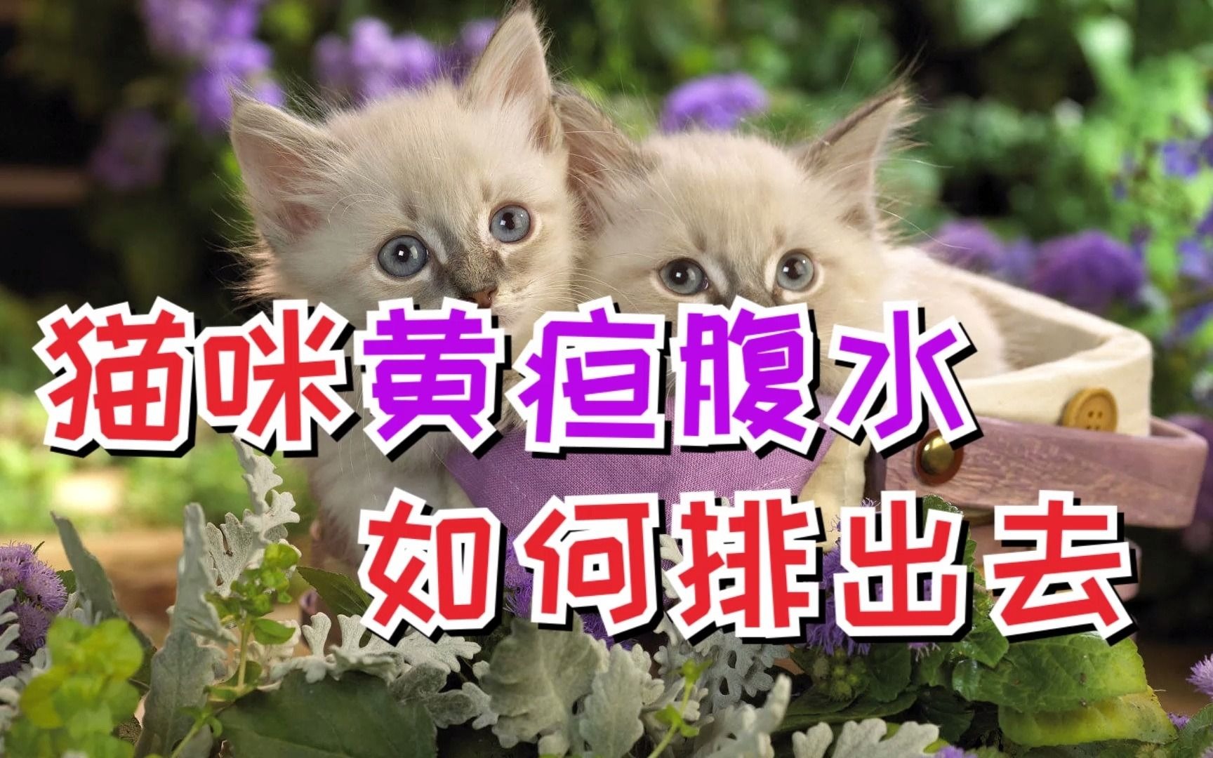 猫咪黄疸腹水如何排出去哔哩哔哩bilibili