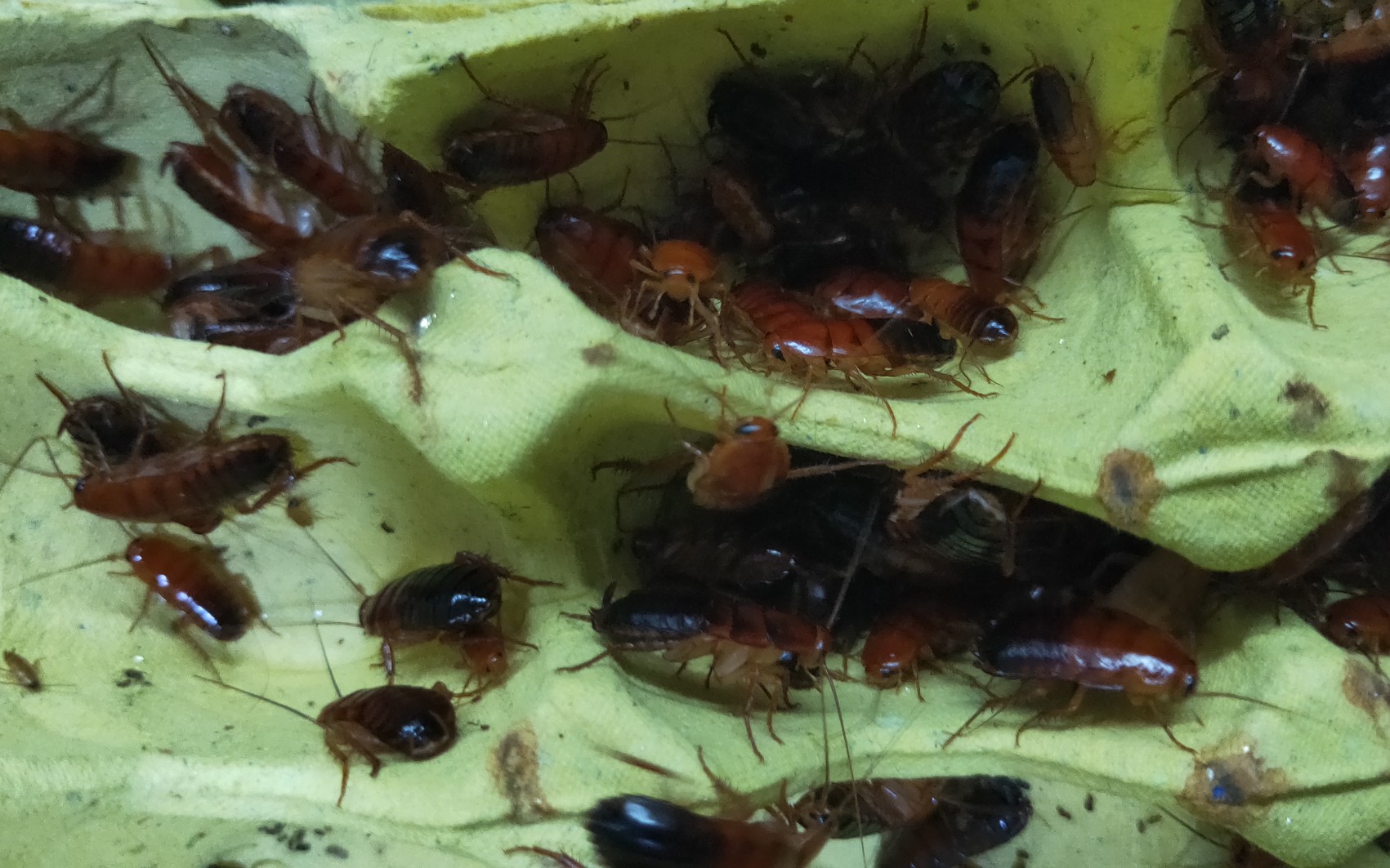 【饲养蟑螂】别人见蟑螂怕,关注我的粉却在养大蟑螂!