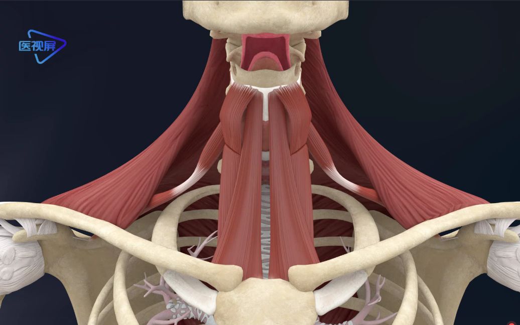 【运动解剖】:舌骨下肌群,下降舌骨和喉