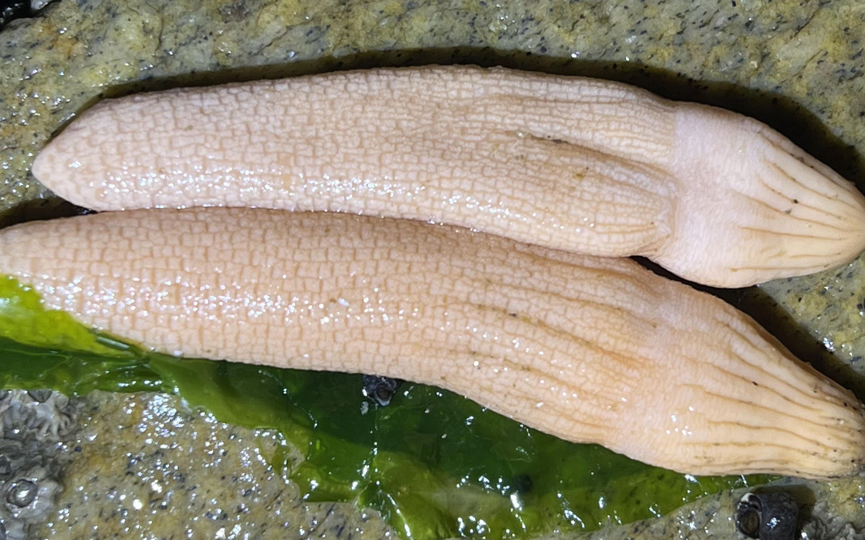 大齐赶海,发现两根会发光的海玉米,还遇到了少见的泸沽虾