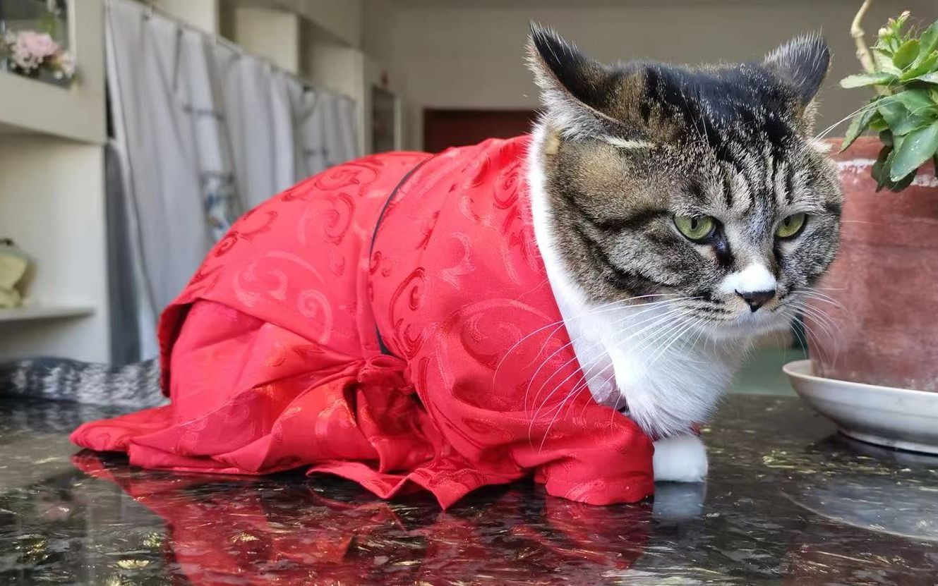【霸气姐妹的日常】来人,伺候小猫咪穿汉服