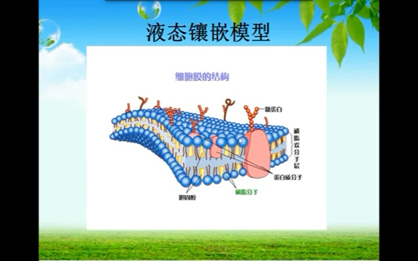 《生理学基础》2哔哩哔哩bilibili