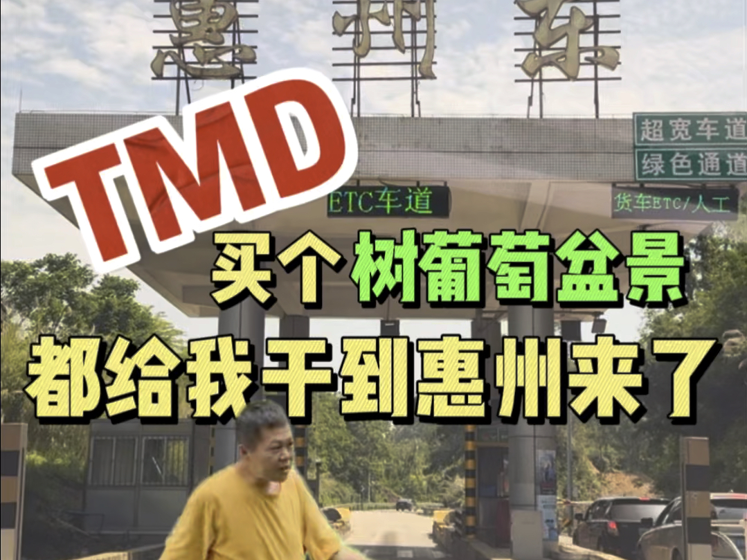 TMD买个树葡萄盆景都给我干到惠州来了哔哩哔哩bilibili