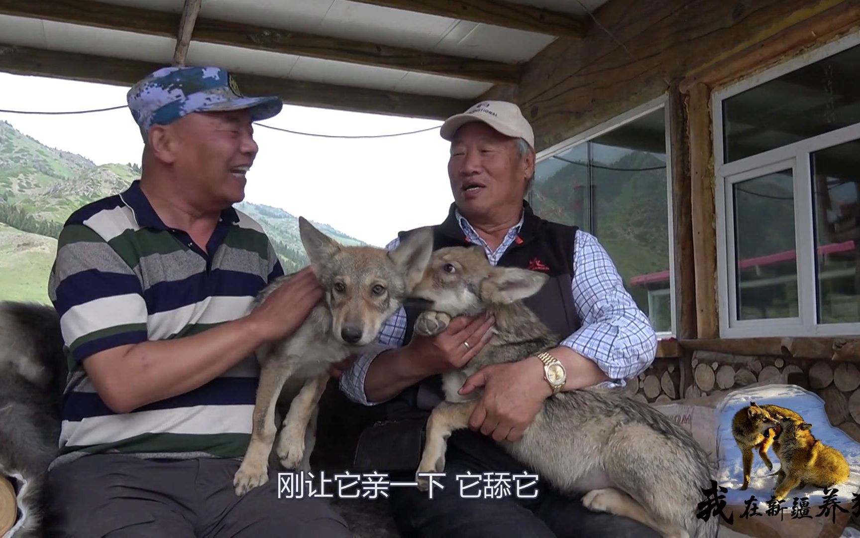 野狼谷迎来忠实粉丝,搜集狼王所有动态,见面之后却直呼太失望?